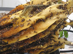 bee hive